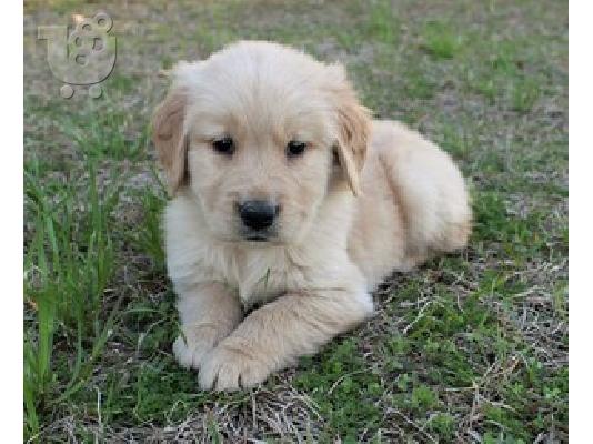 PoulaTo: goldern retriver puppies